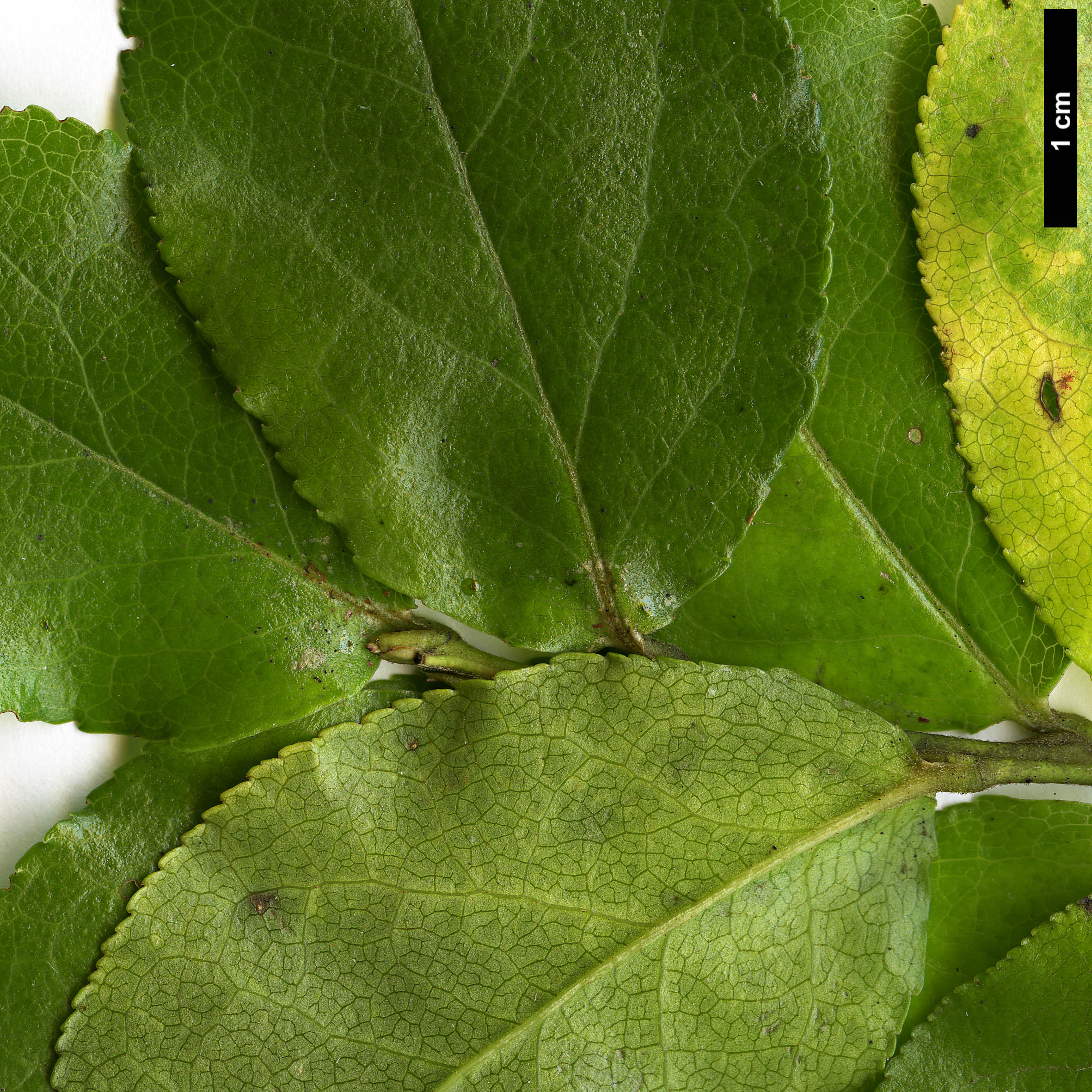 High resolution image: Family: Ericaceae - Genus: Vaccinium - Taxon: cylindraceum